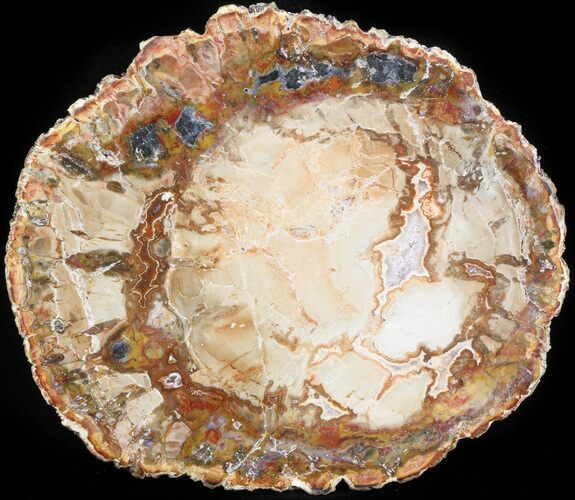 Petrified Wood (Araucaria) Slice - Madagascar #41991